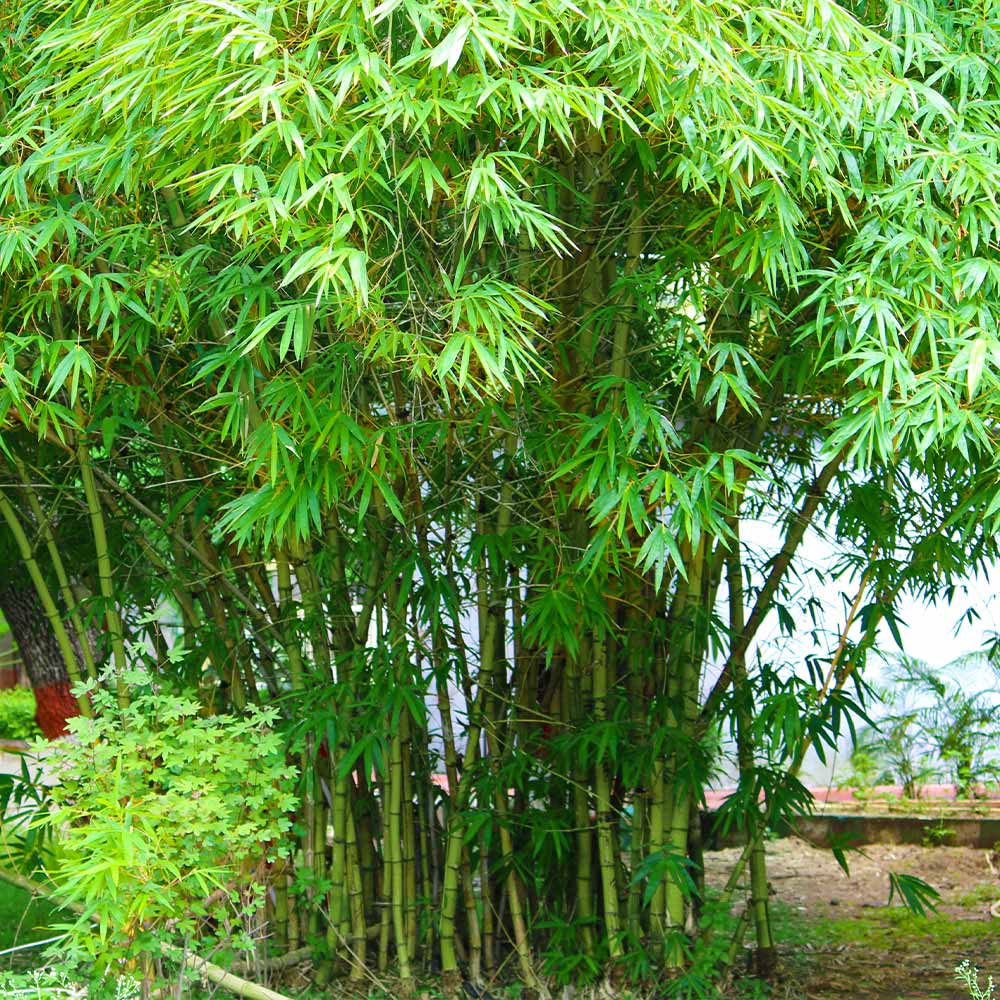 Pencil Bamboo (Bambusa multiplex) Live Plant
