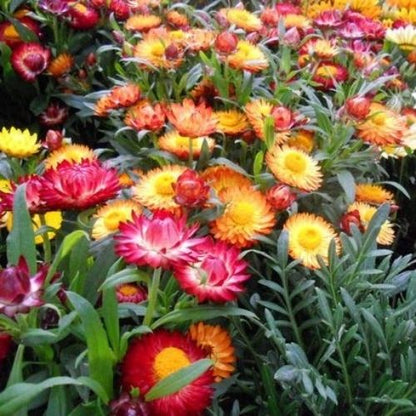 Hellichrysm Spangle Mixed Seeds