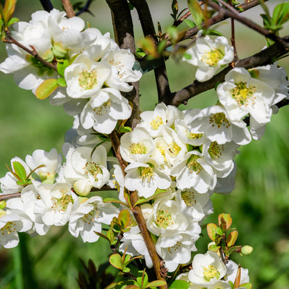 Japanese Quince White – Rare Flowering Plant