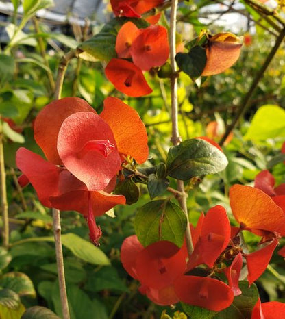 Red Chinese Hat (Holmskioldia Sanguinea) Flowering Live Plant