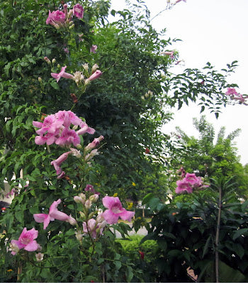 St John's Creeper (Podranea ricasoliana) Flowering Live Plant