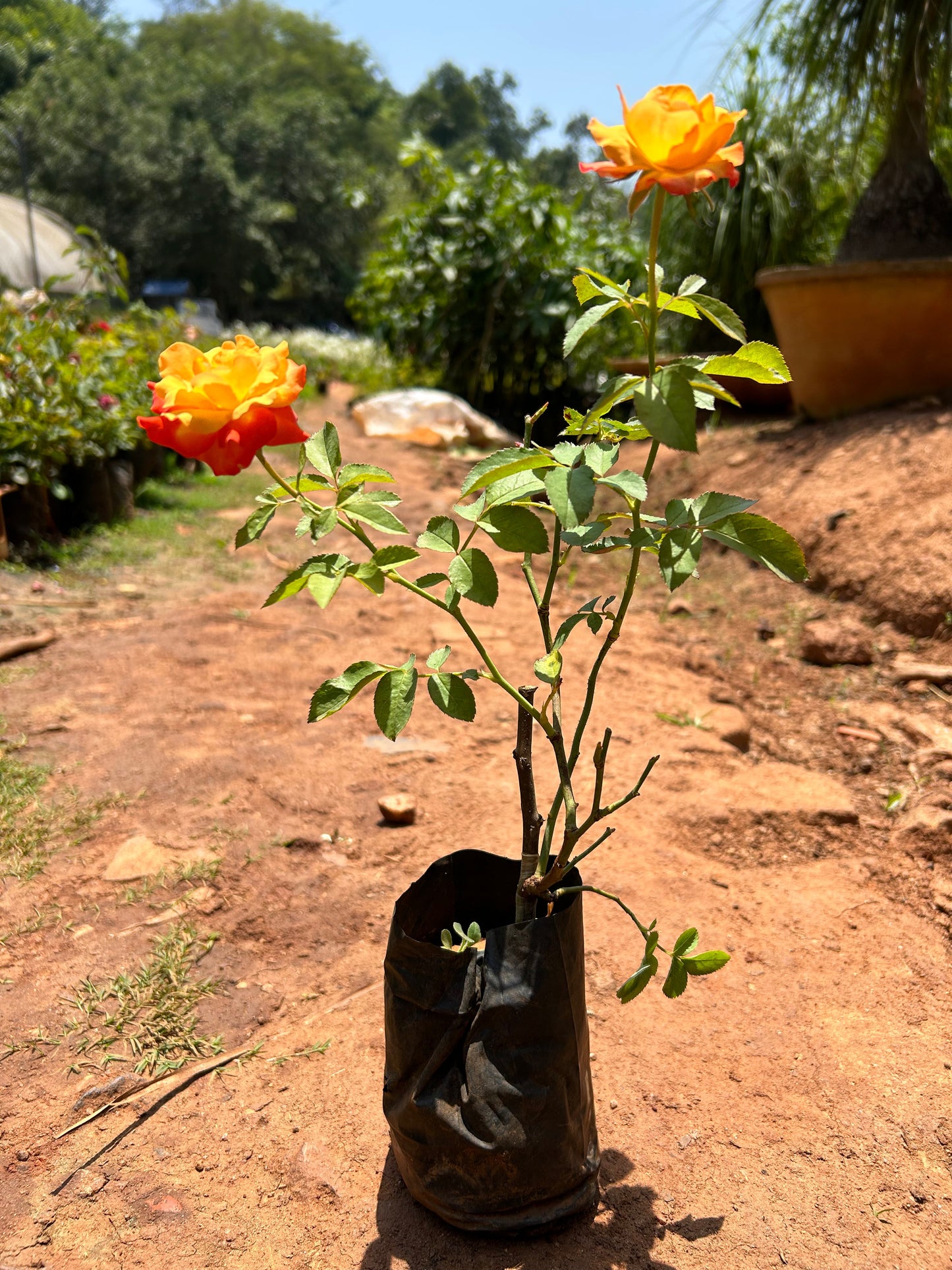 Orange and Yellow Double Coloured Grafted Rose Live Plant