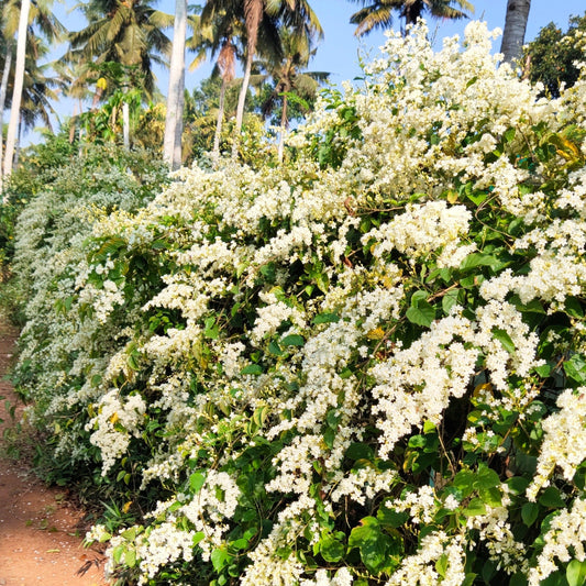 Porana Paniculata (Manimulla) Layered Live Plant