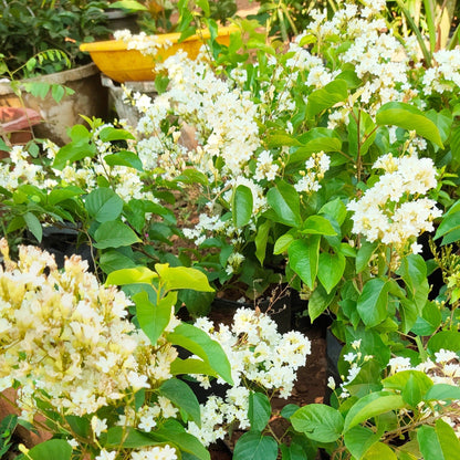 Porana Paniculata (Manimulla) Layered Live Plant