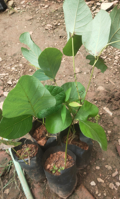 Yellow, Red & White Palash Combo All Time Flowering Layered Live Plants