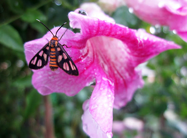St John's Creeper (Podranea ricasoliana) Flowering Live Plant