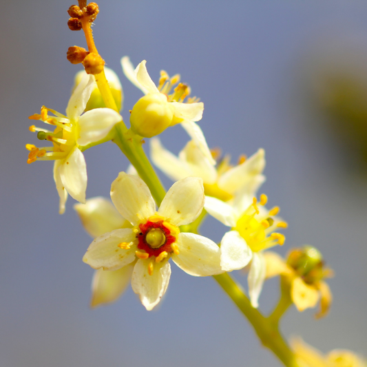 Indian Frankincense (Boswellia serrata) Live Plant