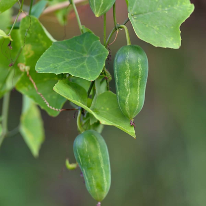 Ivy Gourd (Coccinia grandis) Medicinal Live Plant
