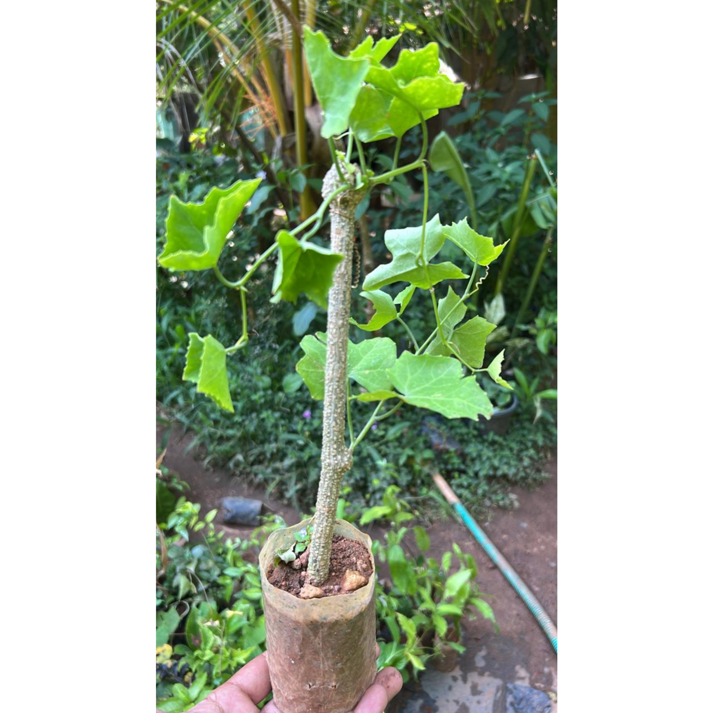 Ivy Gourd (Coccinia grandis) Medicinal Live Plant