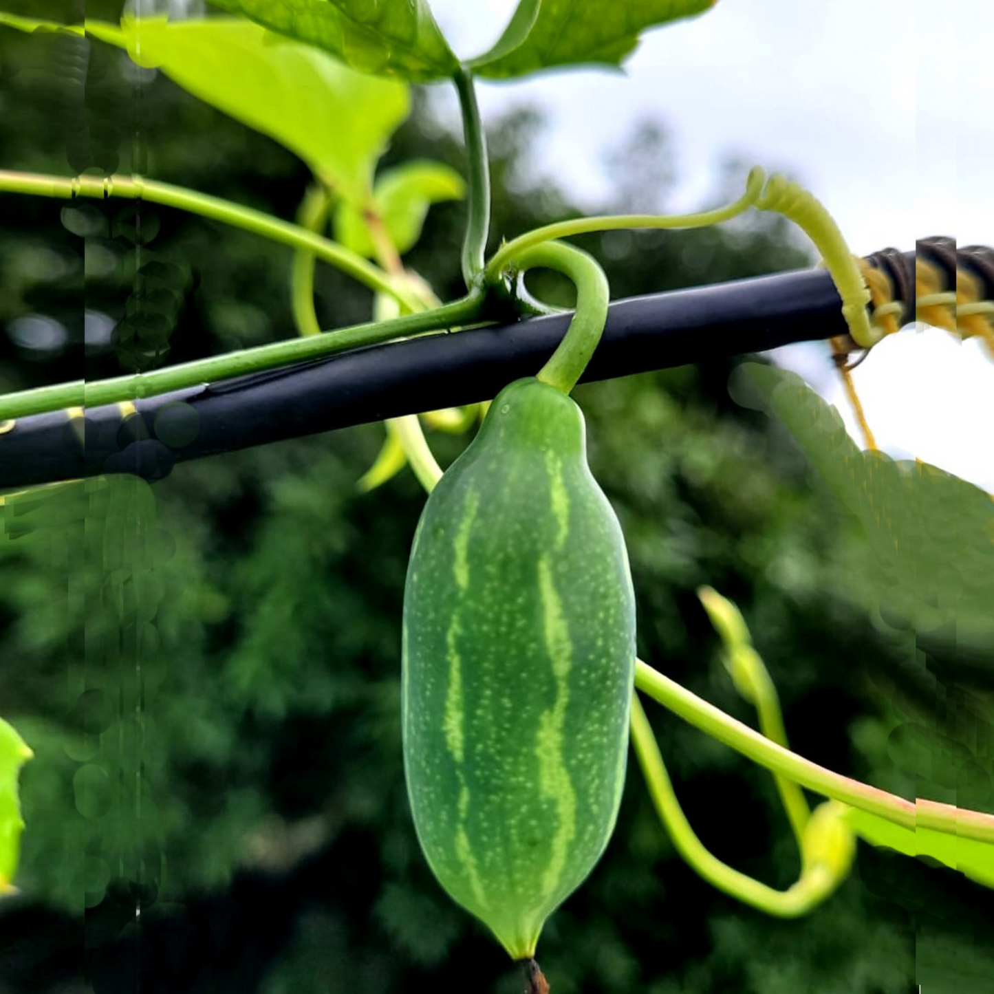 Ivy Gourd (Coccinia grandis) Medicinal Live Plant