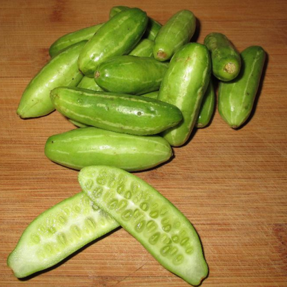 Ivy Gourd (Coccinia grandis) Medicinal Live Plant