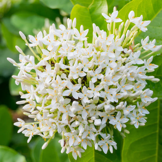 Dwarf Ixora White (Ixora coccinea) All Time Flowering Live Plant