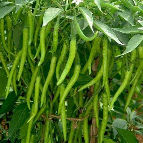 Organic Kashmiri Chilli Seeds - Open Pollinated