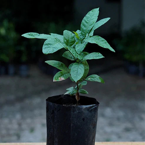 Ice Cream Bean Live Plant (Inga Edulis)