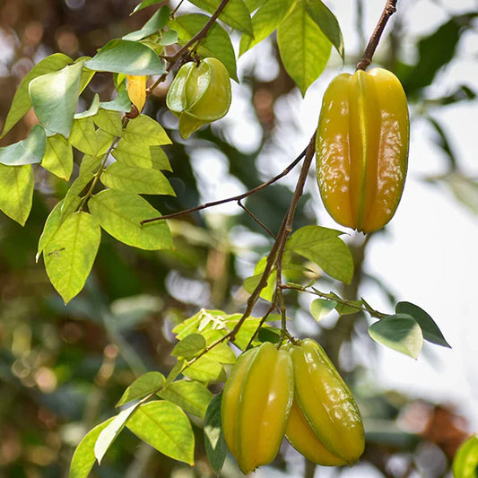 Sweet Vareity Star Fruit / Carambola Grafted Live Plant (Averrhoa Carambola)