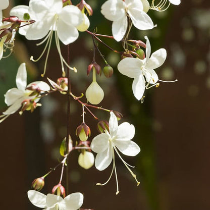 Chains of Glory Flowering Live Plant