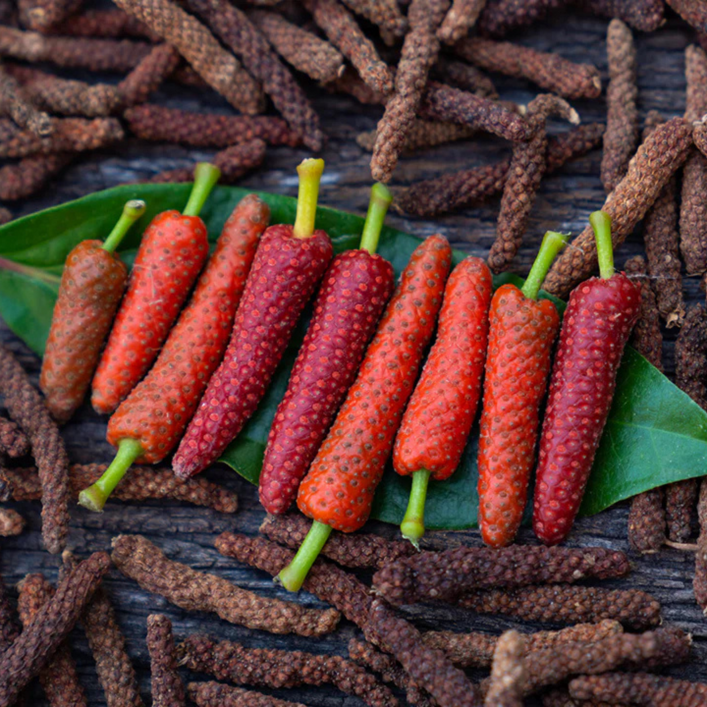 Long pepper / Pippali (Piper longum) Live Plant