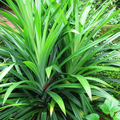 Pandan Leaves (Biryani leaves/Rambha leaves) Live Plant