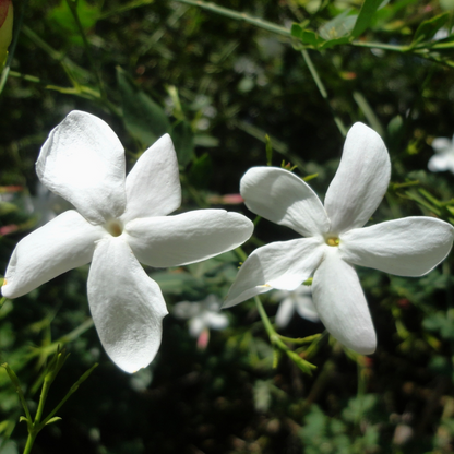 Pichi Poo- jathi mali  (Jasminum angustifolium) – Fragrant Flowering Live Plant