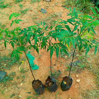 Malabar Neem (Melia dubia) Live Plant
