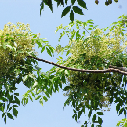 Malabar Neem (Melia dubia) Live Plant