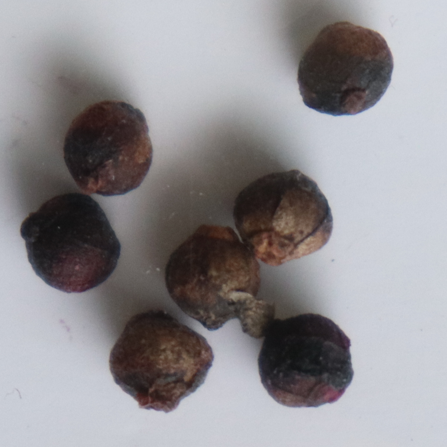 Organic Malabar Spinach/ Kodi Pasalai Seeds - Open Pollinated