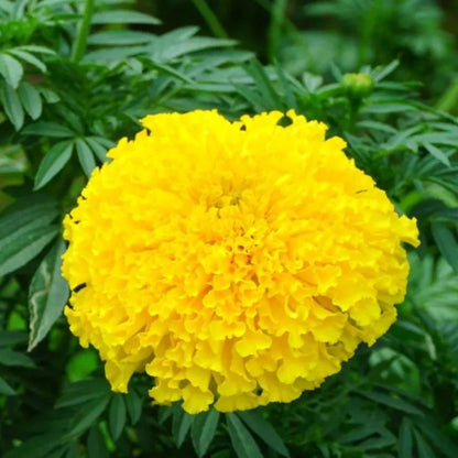 Yellow Marigold (Tagetes erecta) All Time Flowering Live Plant
