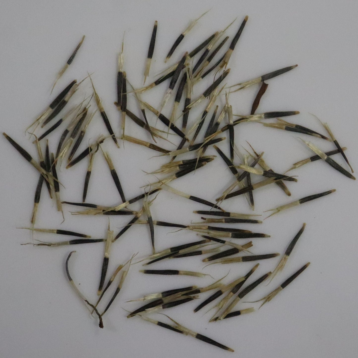 Marigold Pusa Navrangi Orange Seeds