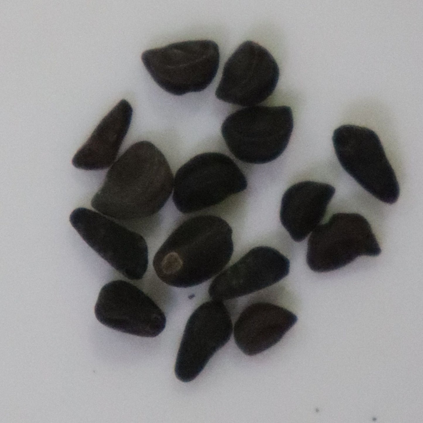 Ipomoea Morning Glory Loomea Mix Seeds