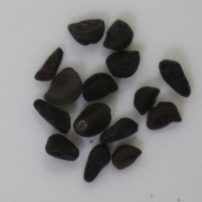 Ipomoea Morning Glory Loomea Mix Seeds