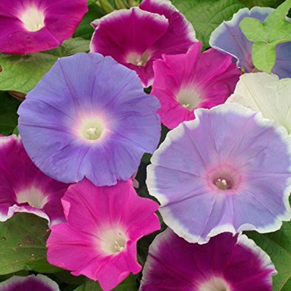 Ipomoea Morning Glory Loomea Mix Seeds