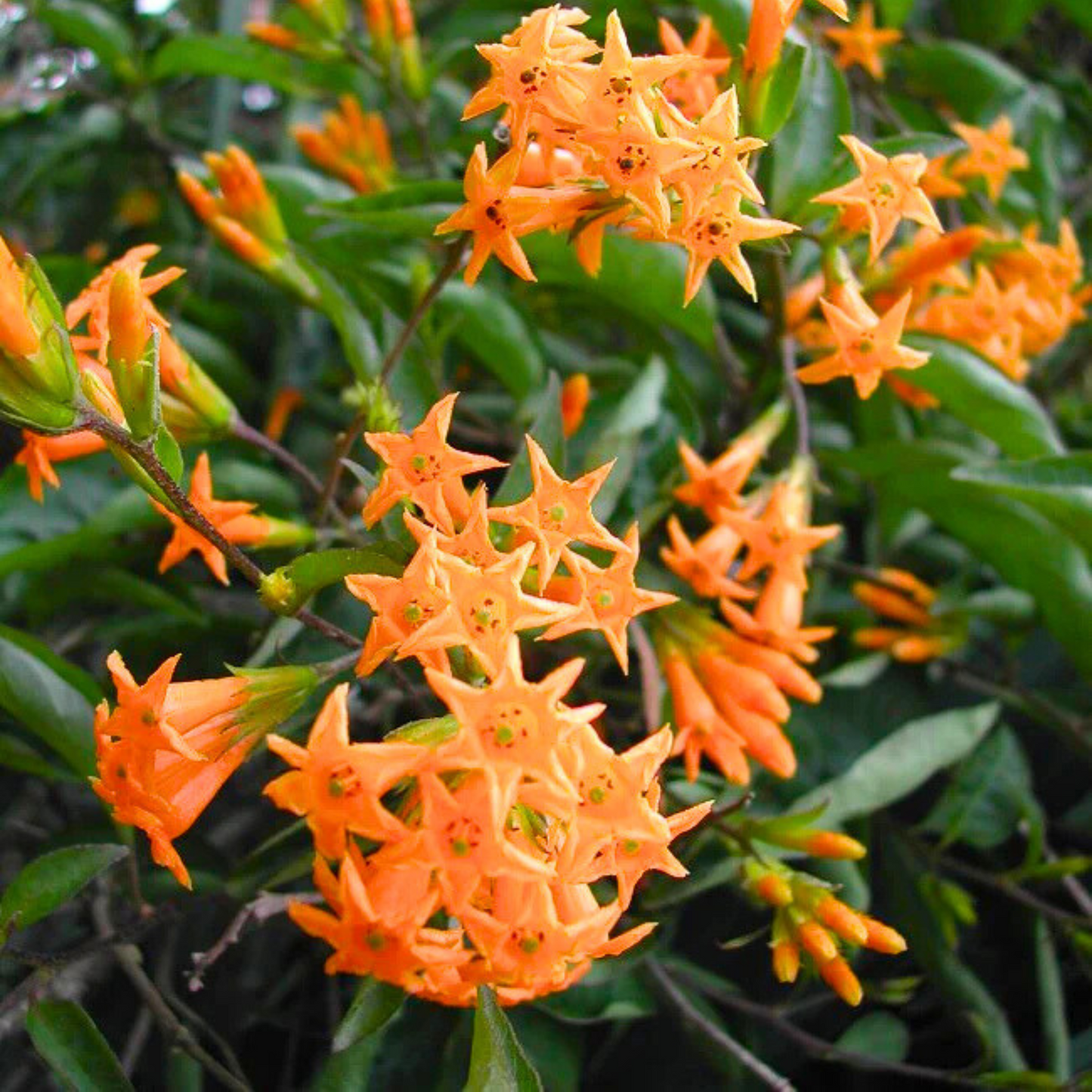 Night Blooming Jasmine Orange (Cestrum aurantiacum) Rare Flowering Live Plant
