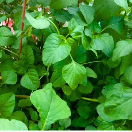 Organic Arai Keerai / Spleen amaranthus Seeds- Open Pollinated