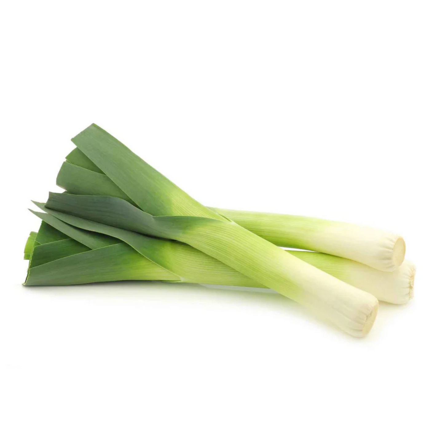 Organic Leek Seeds - Open Pollinated