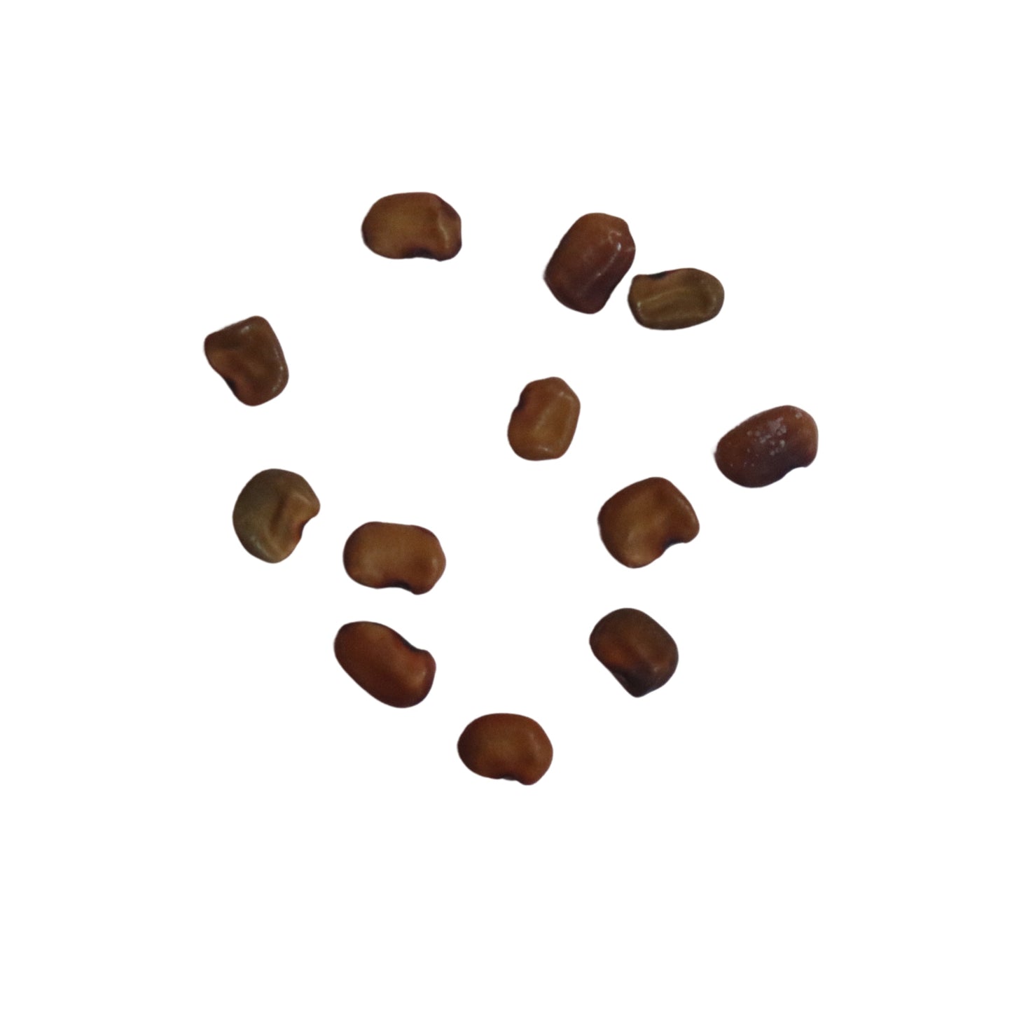Organic Red August (Agathi) Tree Leaves Seeds - Open Pollinated
