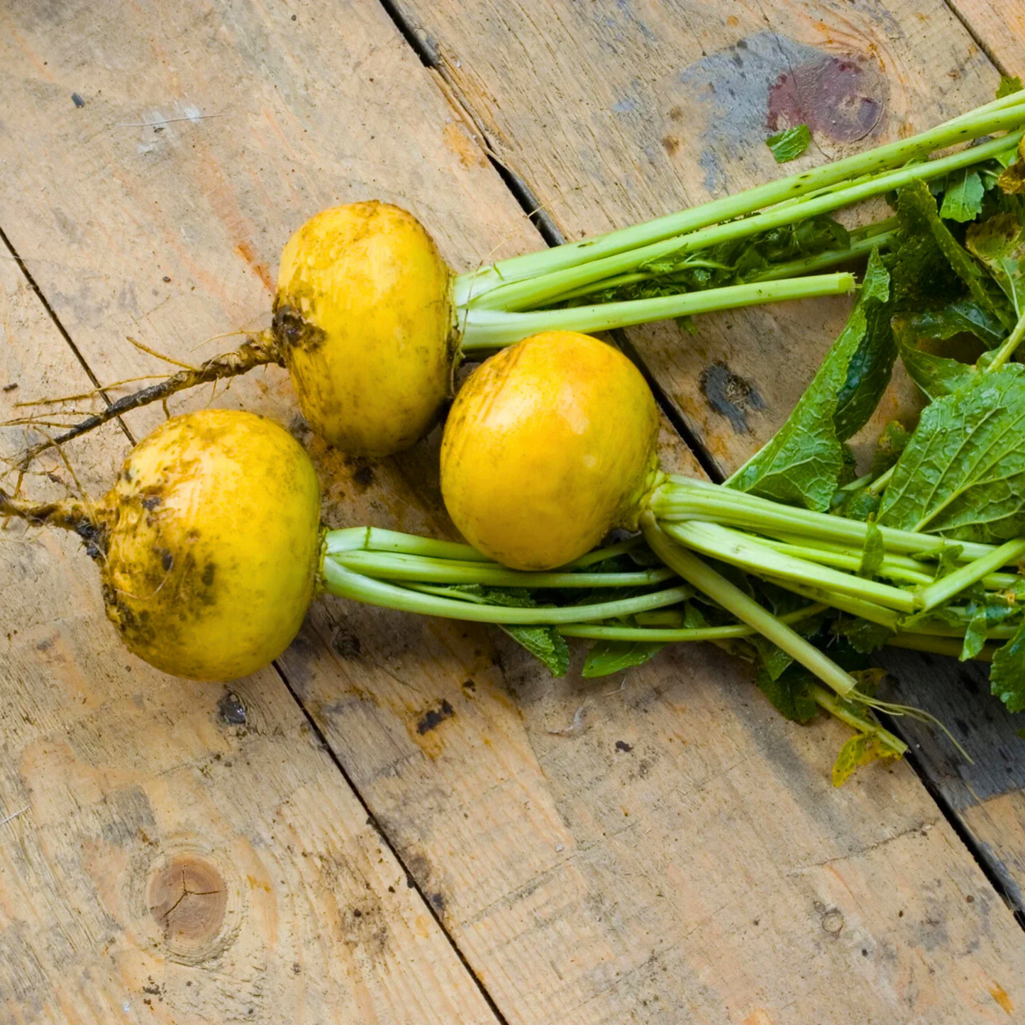 Organic Turnip Golden Ball Seeds - Open Pollinated