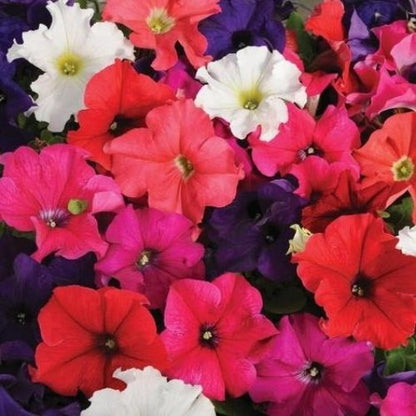 Petunia Multiflora Mix Seeds