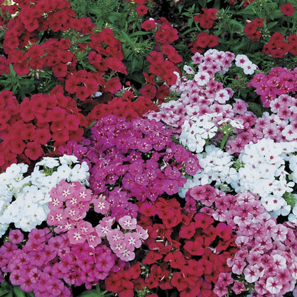 Phlox Drummondi Grandiflora Mix Seeds