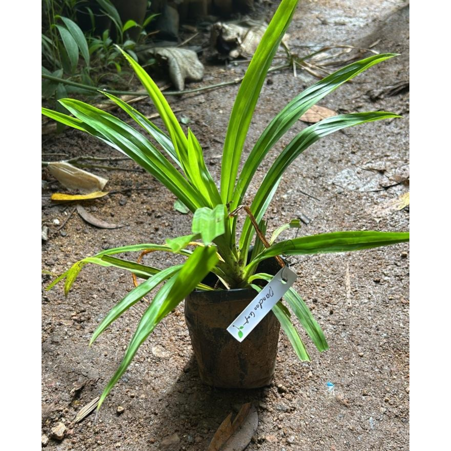Pandan Leaves (Biryani leaves/Rambha leaves) Live Plant