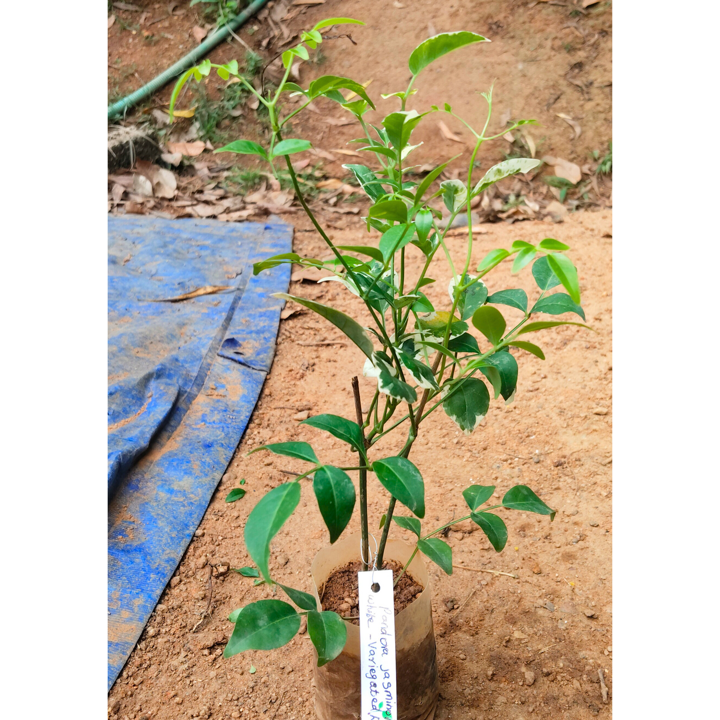 Pandora Jasminoids White Flowering Live Plant - Green Leaves