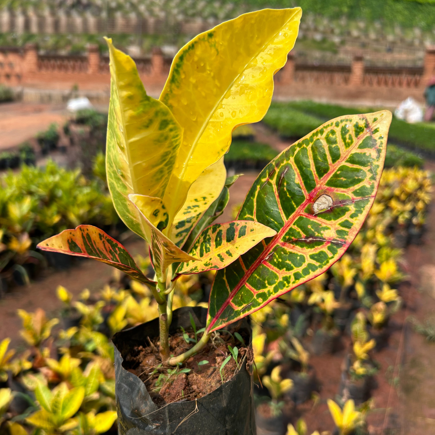 Petra Croton (Codiaeum variegatum) Indoor / Outdoor Live Plant