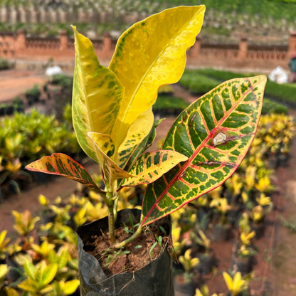 Petra Croton (Codiaeum variegatum) Indoor / Outdoor Live Plant