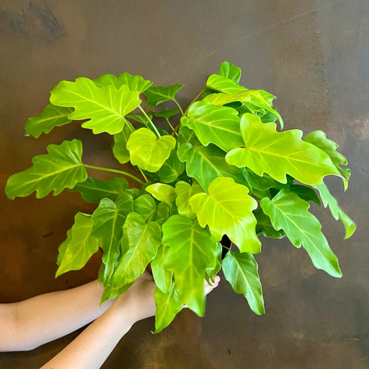 Philodendron Xanadu Gold Indoor / Outdoor Live Plant