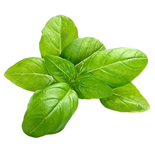 Organic Green Basil Seeds - Open Pollinated