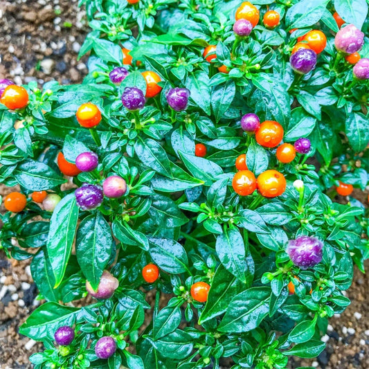 Organic Grapes Chilli Seeds - Open Pollinated