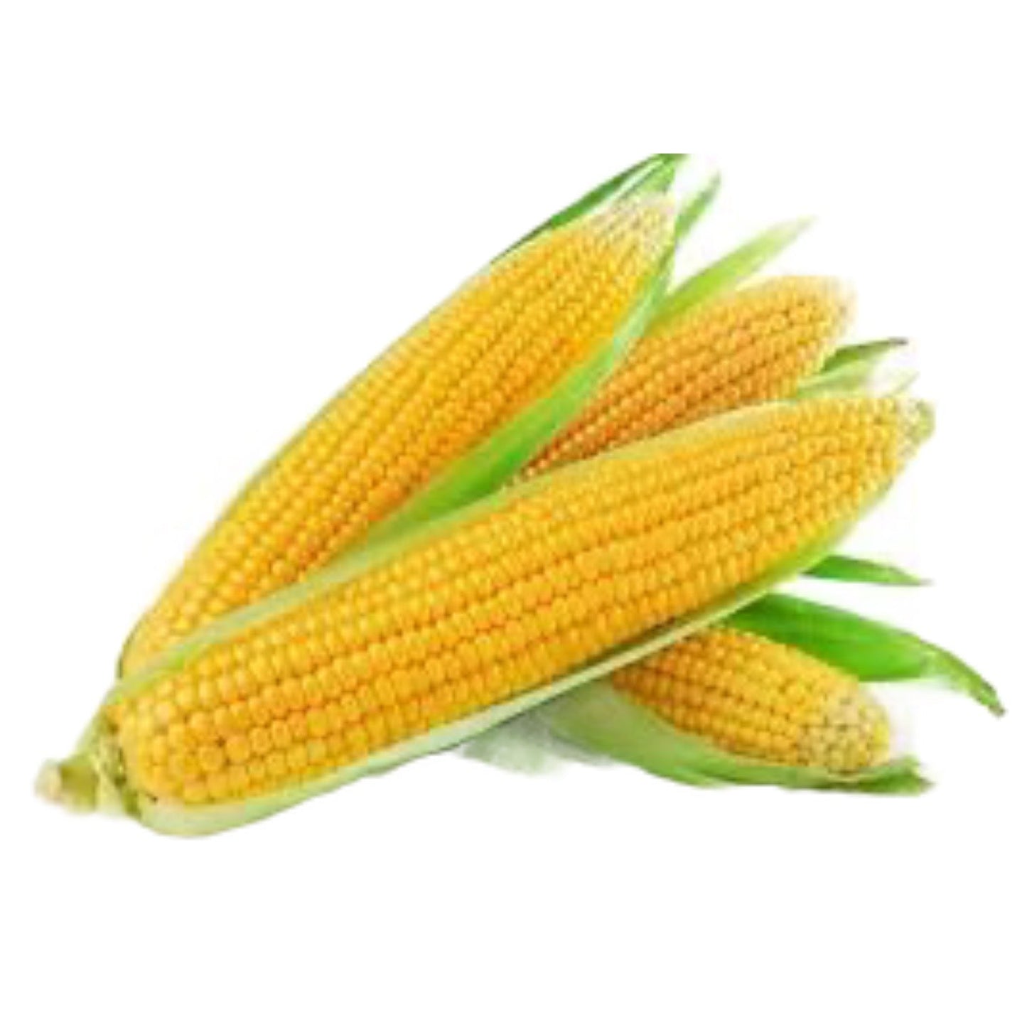 Organic Sweet Corn Seeds - Open Pollinated