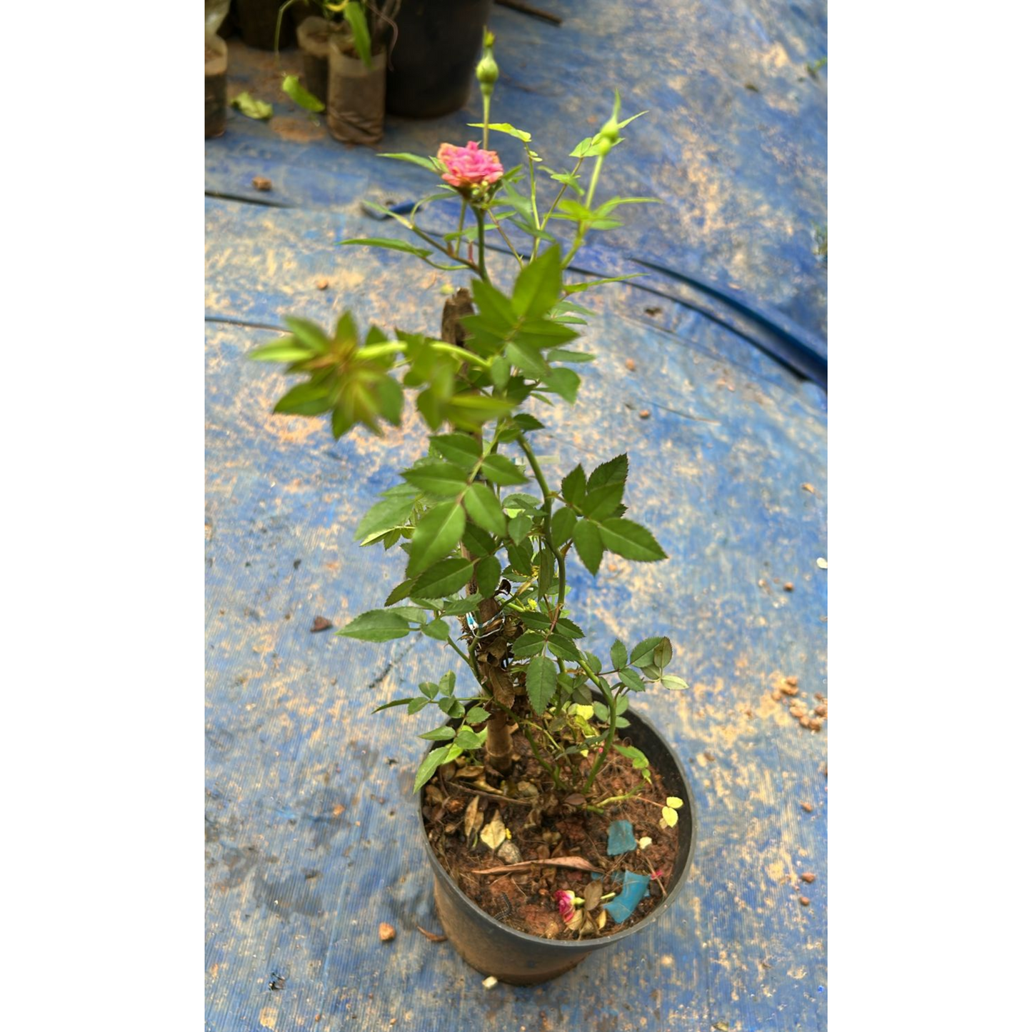 Red, White & Pink Creeper/ Climbing Rose Combo Live Plant