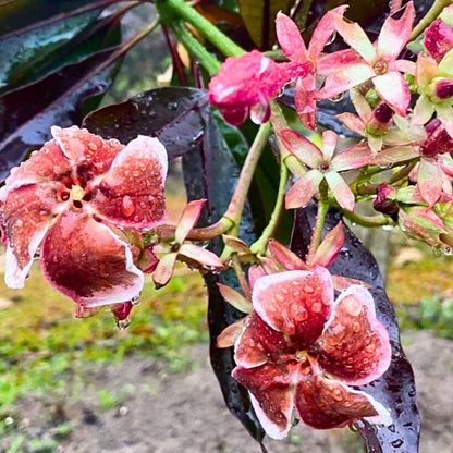 Thailand Plumeria maroon  (Frangipani) Rare All Time Flowering Live Plant