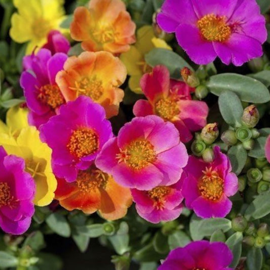 Portulacagrandiflora Mixed Seeds