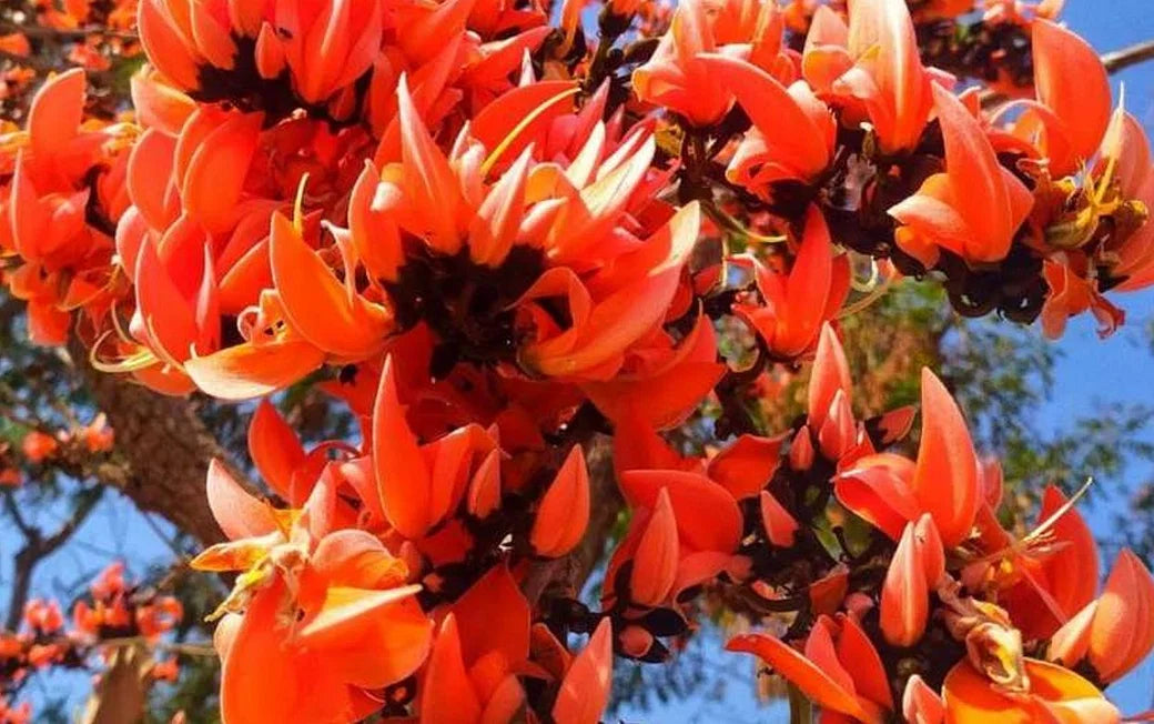 Yellow Palash & Red Palash Combo All Time Flowering Layered Live Plants